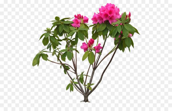 Рододендрон куст без цветов