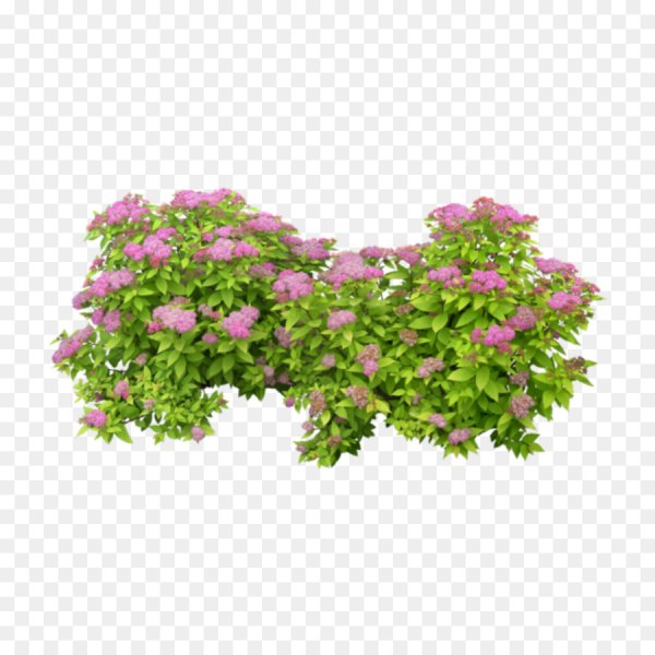 Спирея японская куст на белом фоне