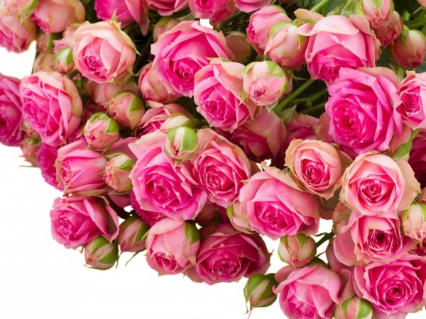 Роза кустовая розанела