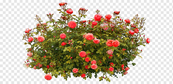 Роза флорибунда куст PNG