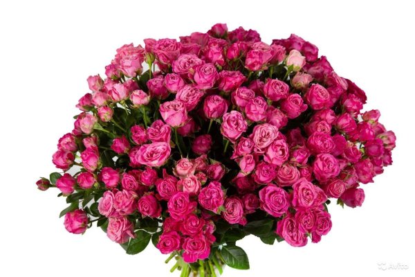 Роза куст Салинеро