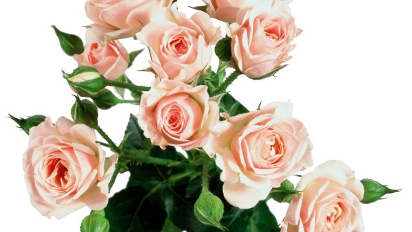 Роза кустовая инкер Кристин