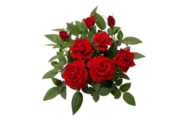 Куст розы вид сверху