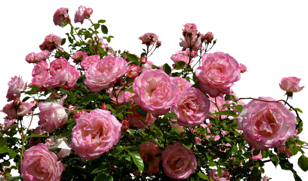 Роза куст Cheyenne