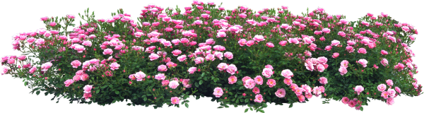 Клумба с цветами для фотошопа