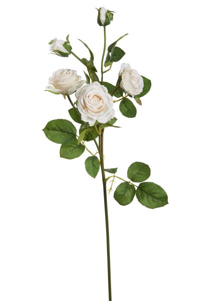 Роза кустовая белая срезка