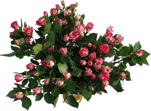 Роза кустовая Лиана