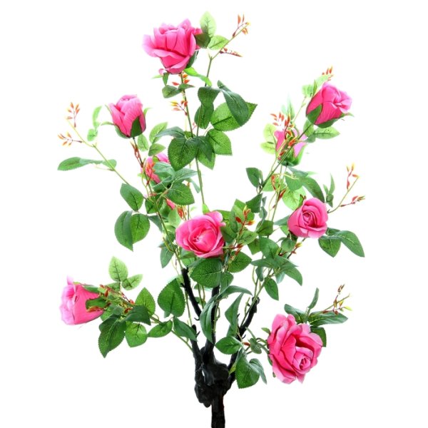 Розы кустовые садовые