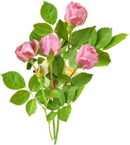 Мелкие розы на прозрачном фоне