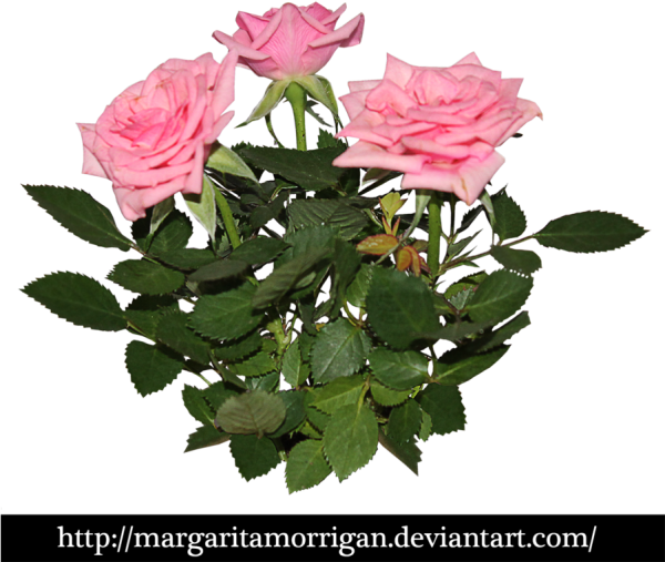 Куст розы на прозрачном фоне