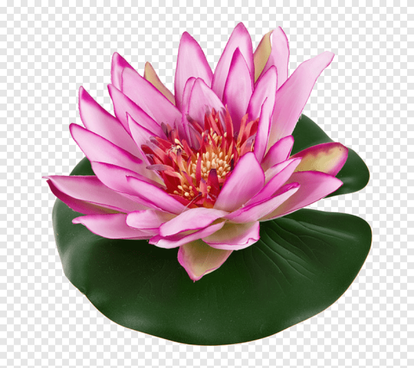 Лотос нелюмбо цветок