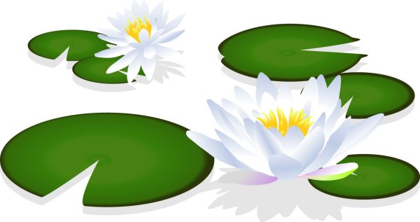 Кувшинка без фона