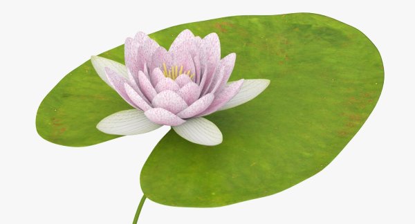 Кувшинка картинка для детей