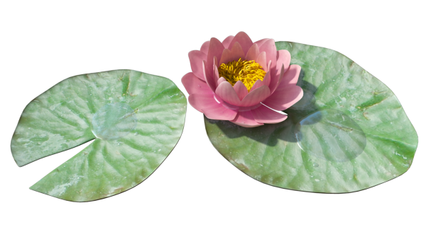 Кувшинка белая лист