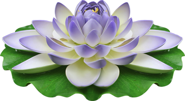Водяная Лилия на прозрачном фоне