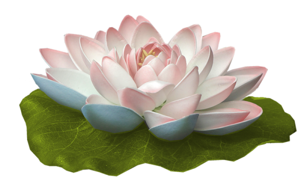 Лилия кувшинка