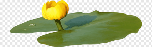 Желтая кувшинка на прозрачном фоне