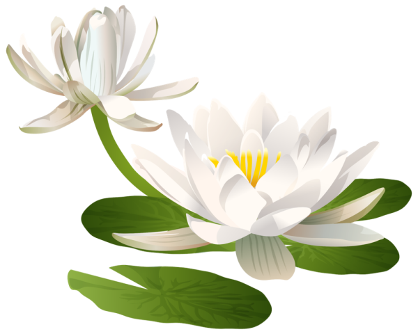 Кувшинка четырёхгранная