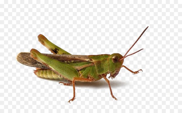 Кузнечик на белом фоне