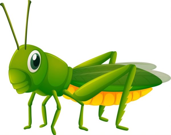 Кузнечик на белом фоне для детей