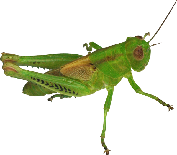 Насекомые на белом фоне