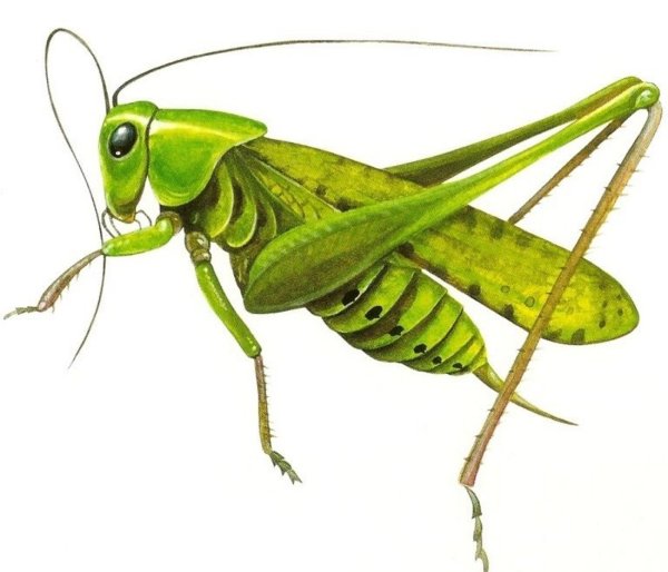 Кузнечик насекомое