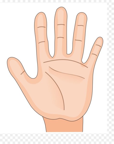 Ладонь рисунок