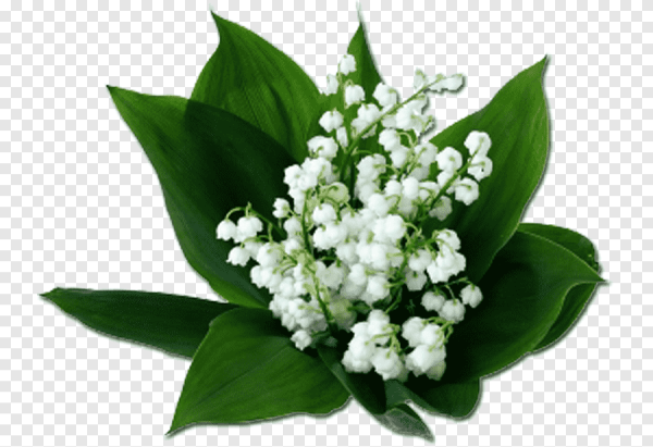 Ландыш для детей