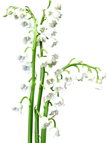 Ветка ландыша