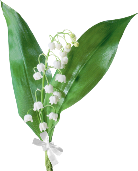 Ландыш Майский стебель