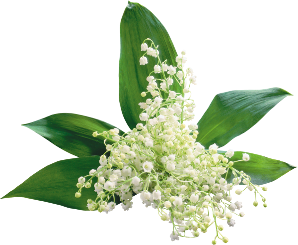 Цветы Ландыши