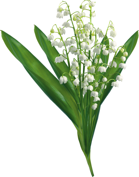 Ландыш растение