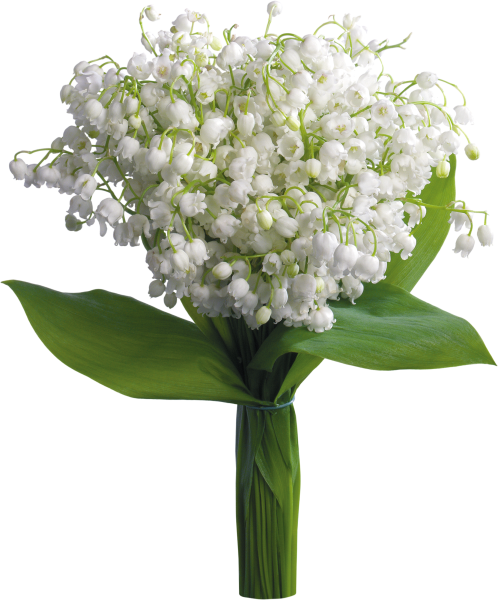 Ландыш на белом фоне