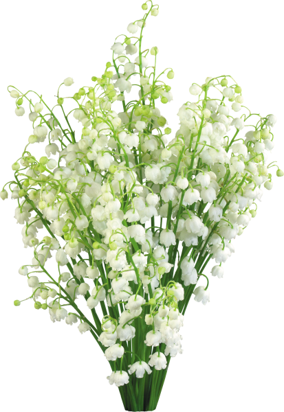 Белые весенние цветы