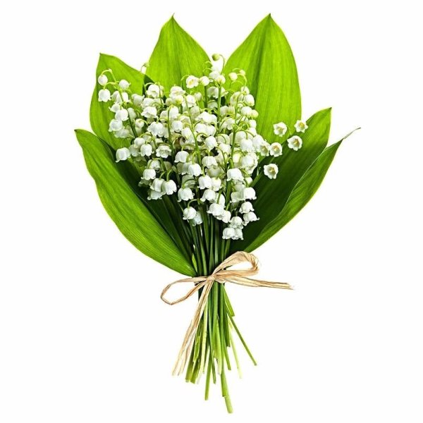 Lily of the Valley Марсель