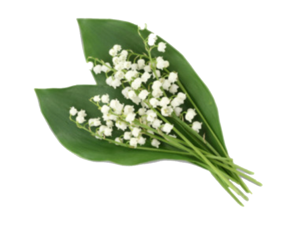 Ландыш на белом фоне