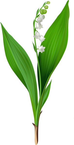 Ландыш Майский стебель