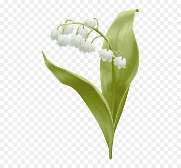 Ландыш на белом фоне