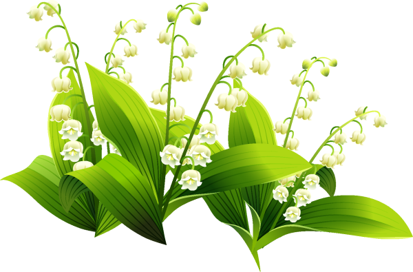 Ландыш на белом фоне