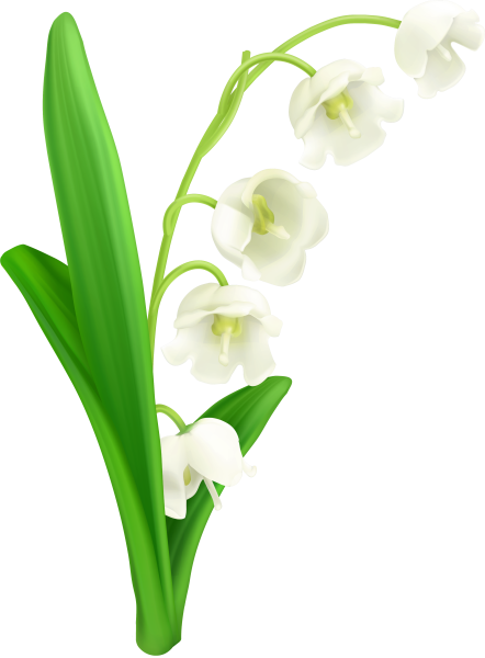 Цветы Ландыши