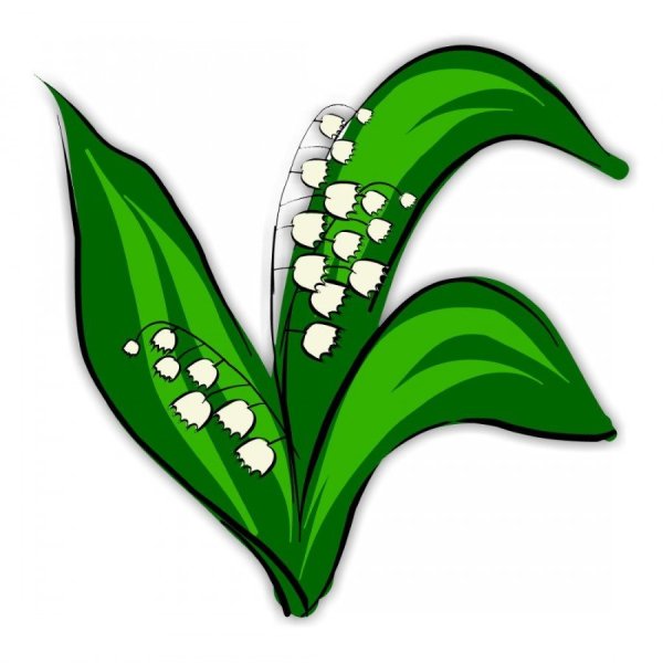 Ландыш рисунок для детей