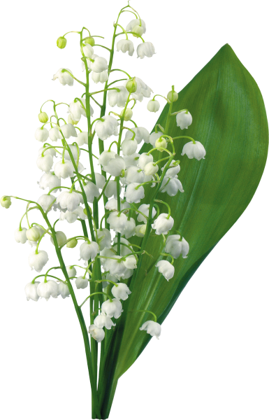 Ландыш Майский