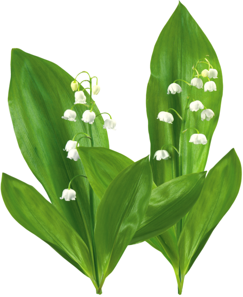 Ландыш для детей