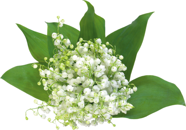 Ландыш клипарт