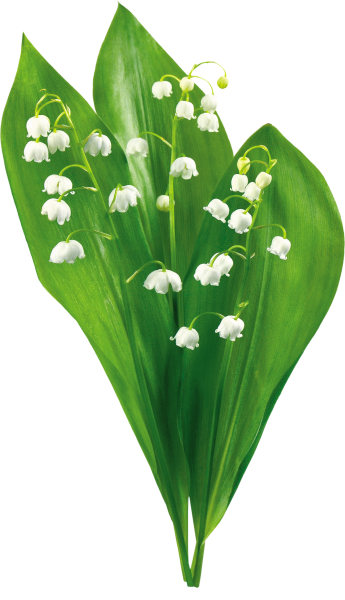 Ландыши картинки