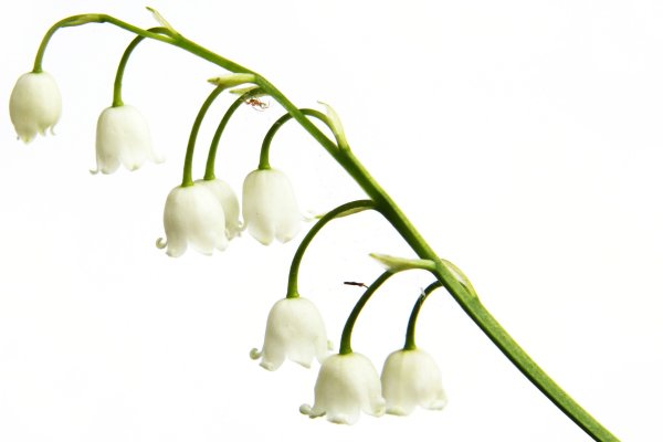 Ландыш на белом фоне