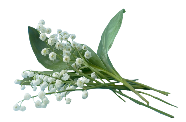 Ветвь Ландыш