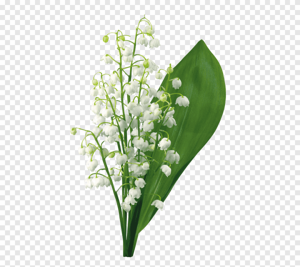 Соцветие кисть Ландыш