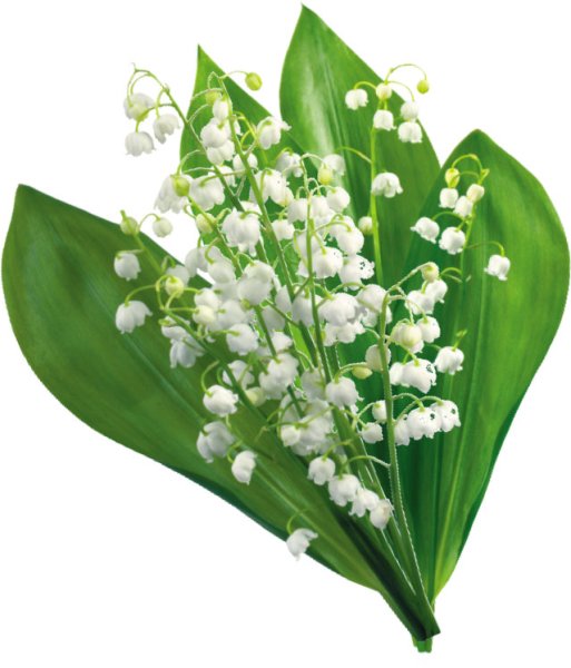 Веточка ландыша