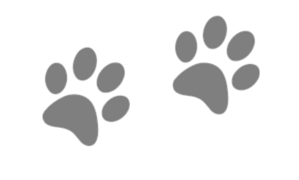 След лапы кошки